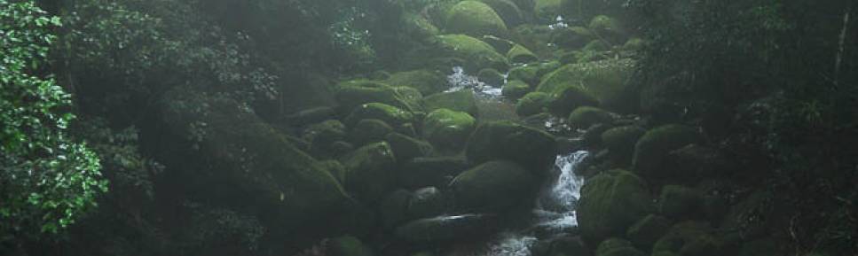 Riacho corta a mata úmida na parte baixa do Parque Nacional da Serra dos Órgãos, no Rio de Janeiro, portaria de Teresópolis